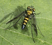 Flying Insects